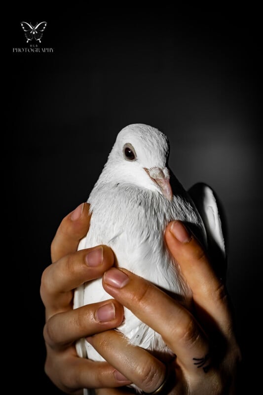 Close-up photo of a white dove gently held in someone's hands, focused on the bird's head and body against a dark background.  The delicate features and texture of the pigeon feathers are emphasized.