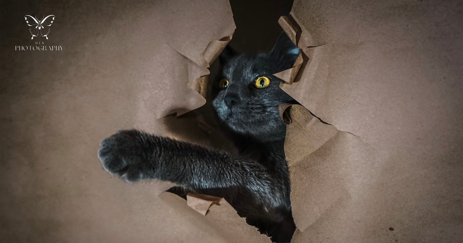 A gray cat with striking yellow eyes peeking through a jagged hole in brown paper, one paw outstretched as if reaching or playing.