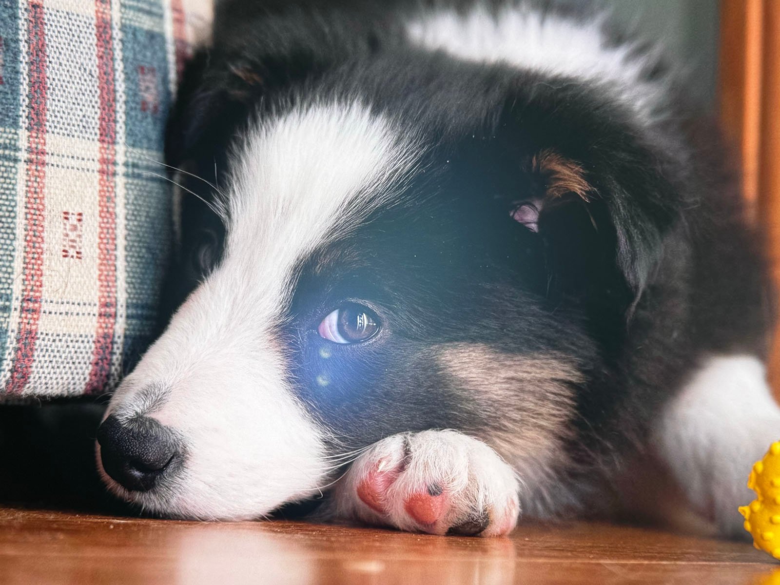 A black and white puppy with one blue eye rests its head on the ground near a plaid fabric-covered surface. It looks directly at the camera, appearing calm and relaxed, with its front paw stretched out in front. There is a yellow toy in the background.