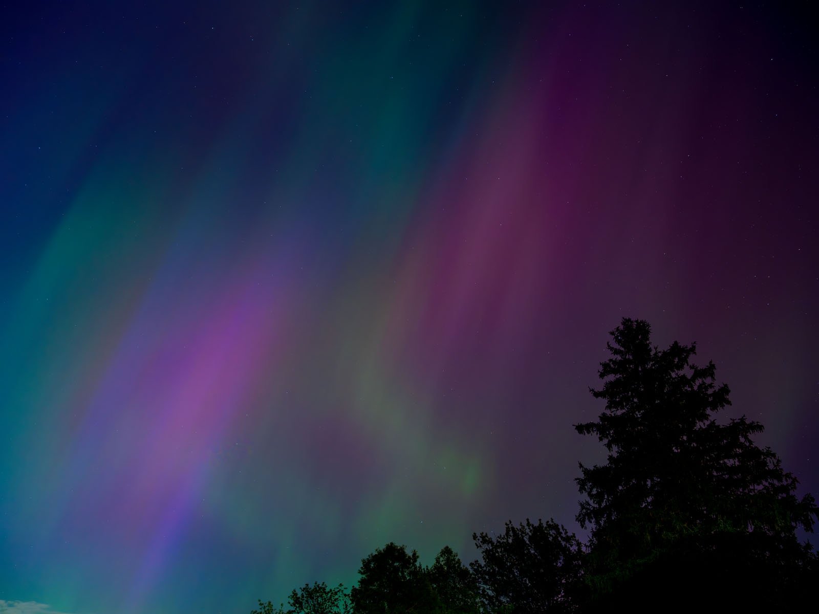 A vibrant display of the Northern Lights in the night sky, showing streaks of purple, blue, and green above a dark silhouette of a tree.