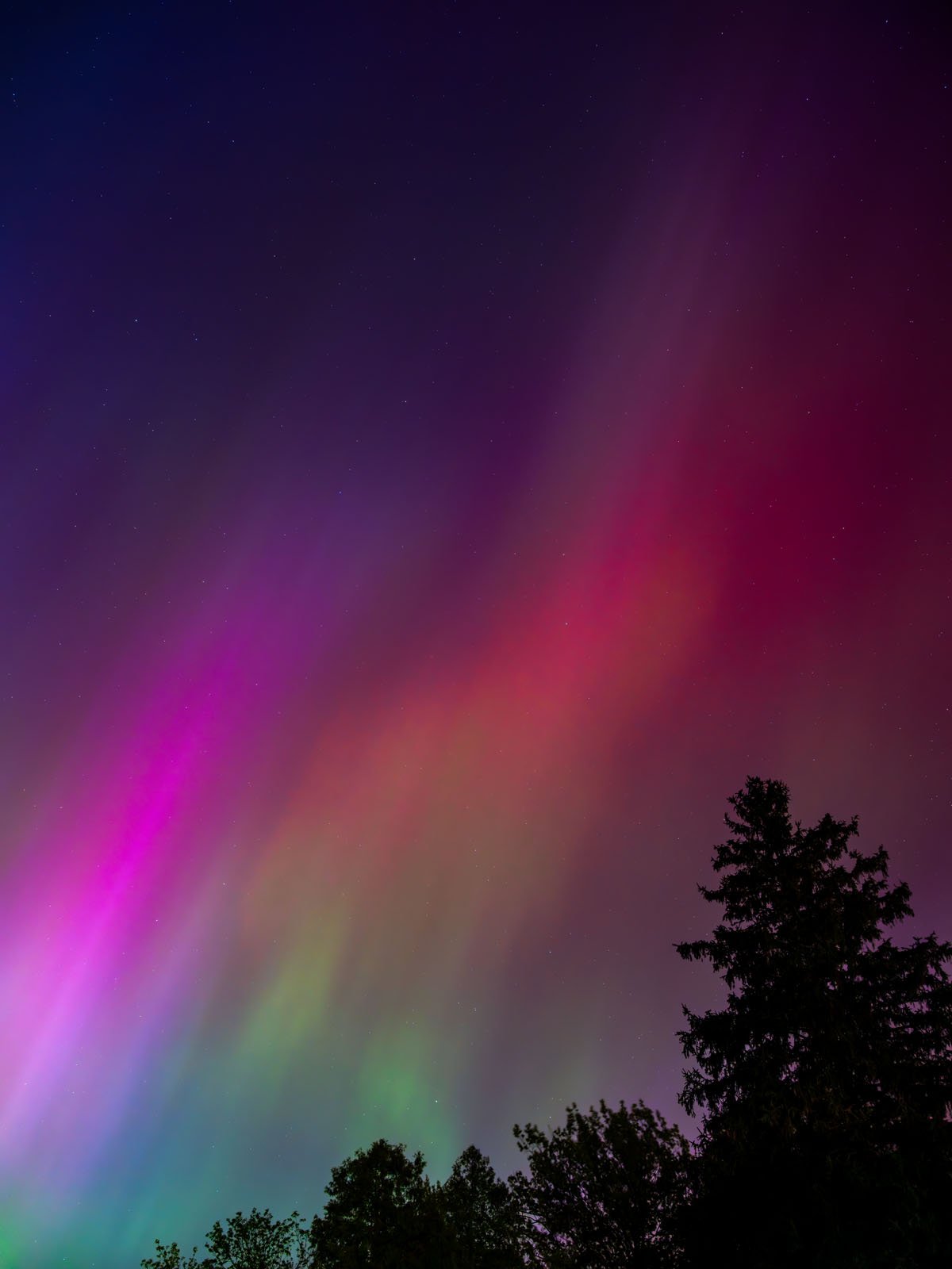 A vivid display of the Northern Lights in the sky, featuring radiant streaks of pink, green, and purple colors against a dark, starry backdrop, with silhouettes of tall trees at the bottom.