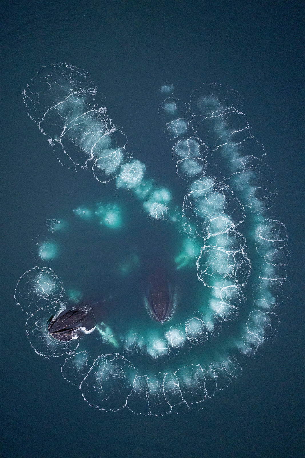 An aerial view of two whales swimming close together in a blue-green ocean. The whales are creating large circular bubble nets, which form intricate, spiraling patterns on the water's surface.