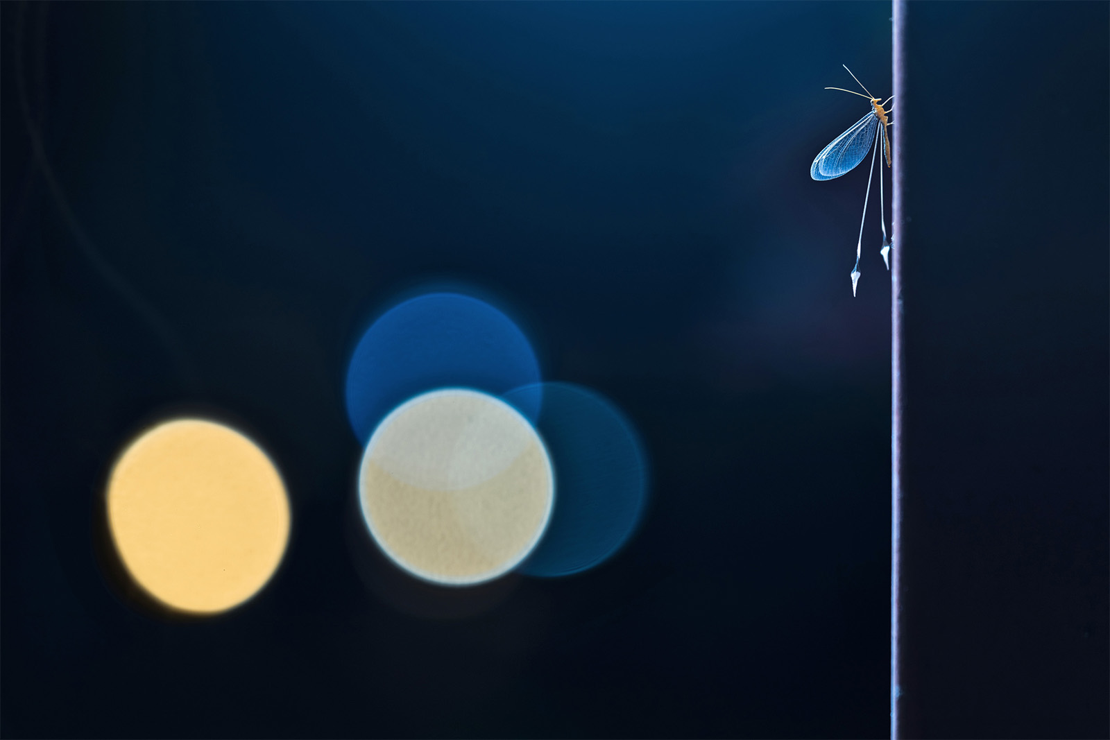 A macro shot of a small insect with delicate wings perched on a thin vertical surface against a dark blue background. Three out-of-focus circular lights in shades of blue and yellow create a bokeh effect in the background.