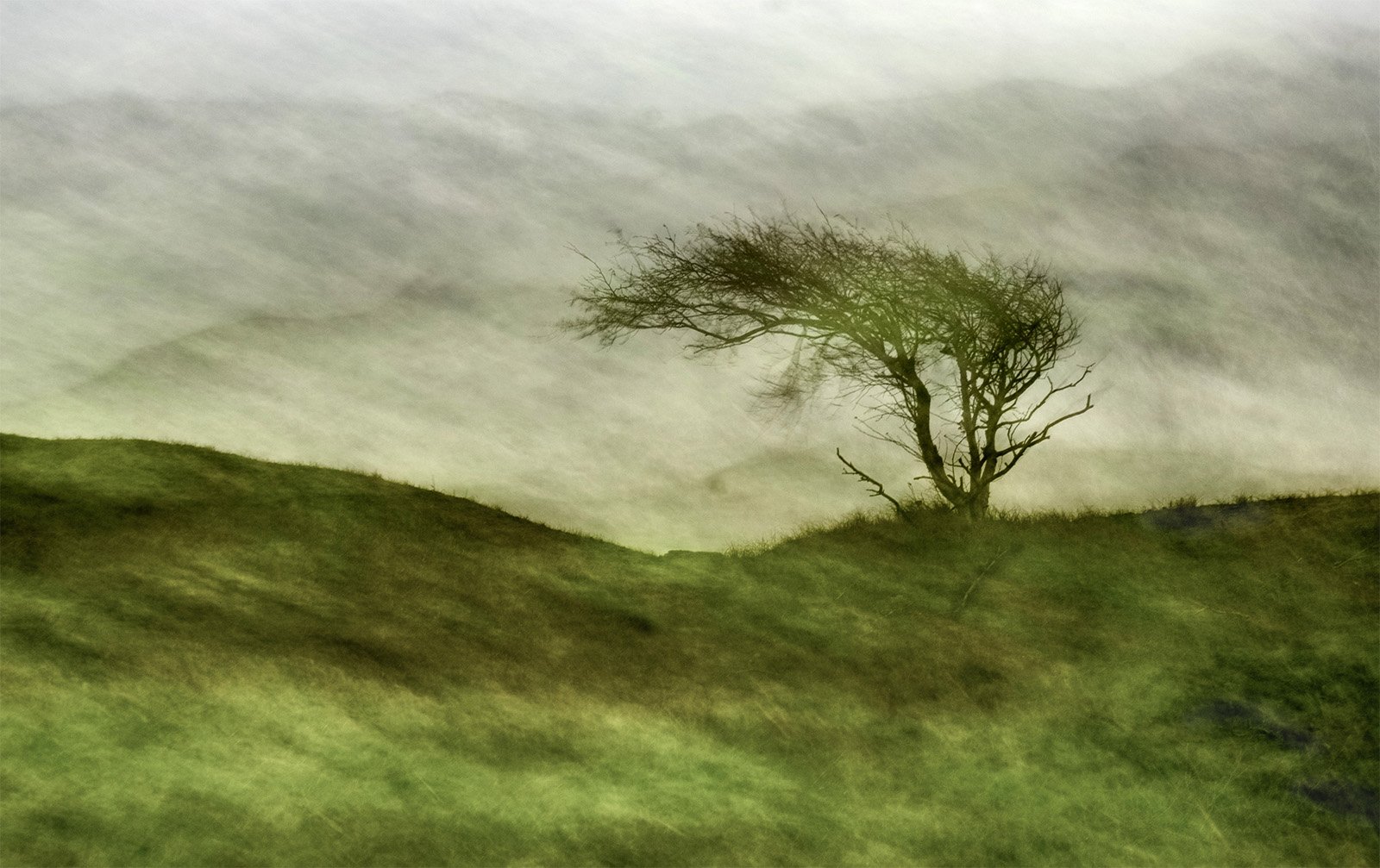 A solitary, windswept tree stands on a grassy hillside under a misty, overcast sky. The surrounding landscape appears blurred by fog, creating an ethereal and dreamlike atmosphere.