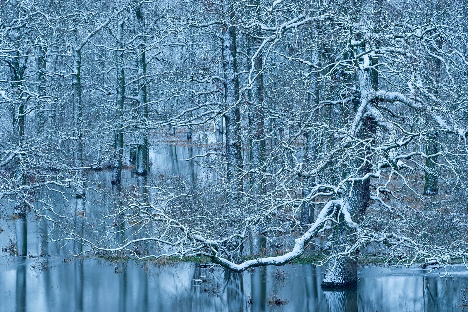 A serene, snowy forest surrounds a calm, semi-frozen lake. Bare trees, covered in a light layer of snow, mirror off the water's surface. The scene is tranquil and still, capturing the quiet beauty of a winter landscape.
