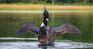 A common loon splashes in a lake, spreading its wings and lifting its head upwards, with water droplets flying around and a tranquil forest in the background.