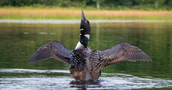 A common loon splashes in a lake, spreading its wings and lifting its head upwards, with water droplets flying around and a tranquil forest in the background.