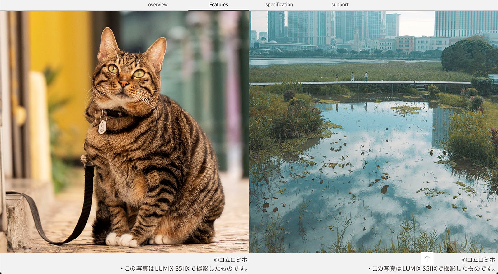 A split image shows a tabby cat sitting on the left side, looking at the camera with a leash around its neck. On the right, a serene wetland scene with tall grasses, still water, and city buildings in the background. Japanese text is present at the bottom.