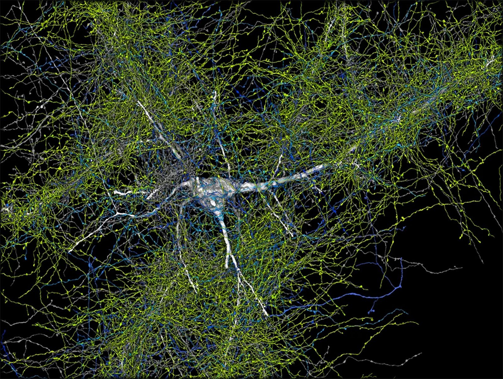 A microscopic image displaying a dense network of neurons with intricate branching, highlighted in various bright colors against a dark background, emphasizing the complex connectivity of the brain.