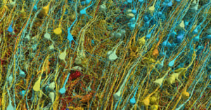 A digital rendering of a complex network of colorful intertwined lines and dots, representing a microscopic view or a neural network, with hues of blue, gold, and red dominating the image.