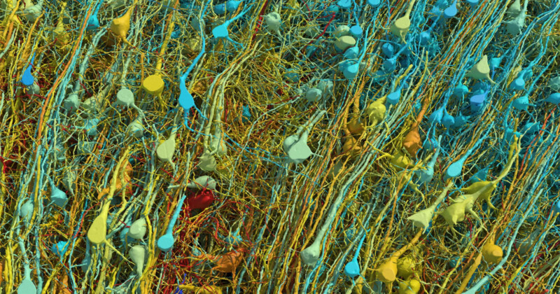 Groundbreaking Images Reveal the Human Brain at Nanoscale Resolution ...