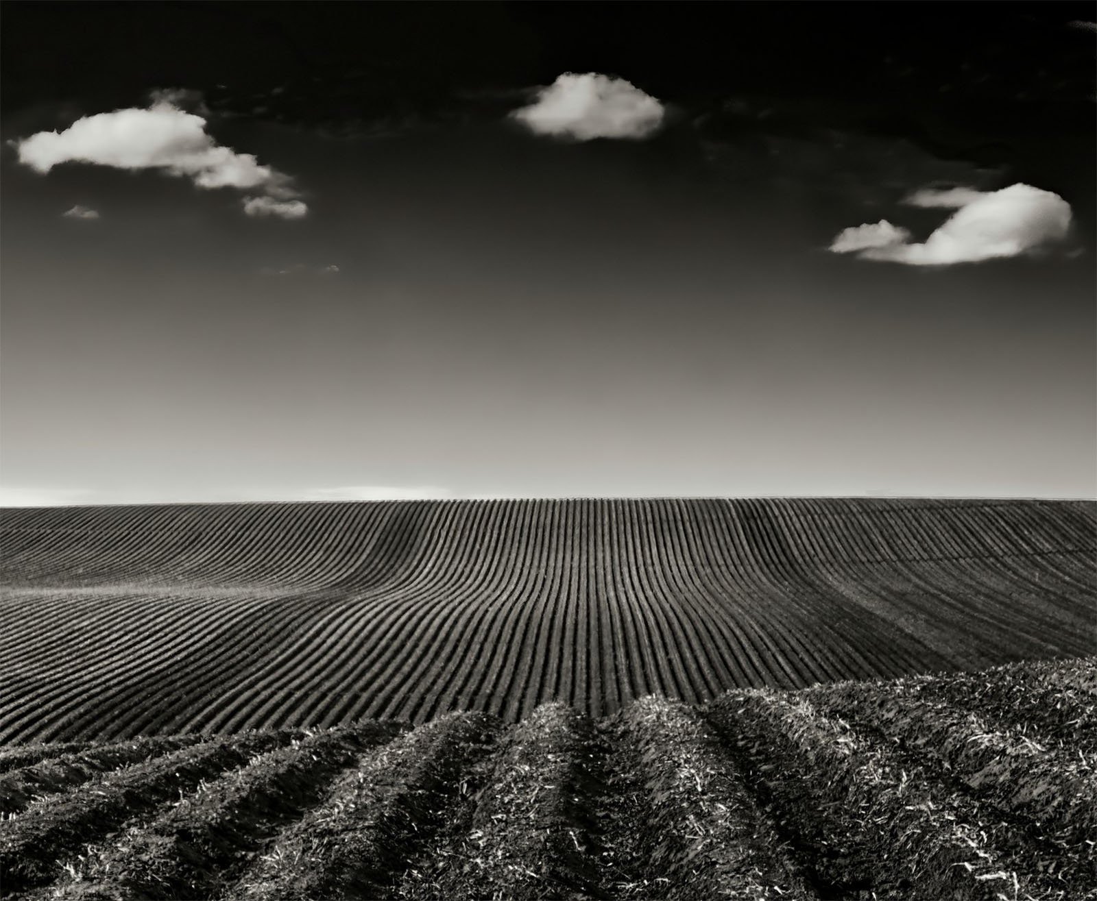 A black-and-white photo of an expansive agricultural field with neatly aligned rows of crops. The horizon meets a clear sky with a few scattered clouds, creating a tranquil and orderly landscape.
