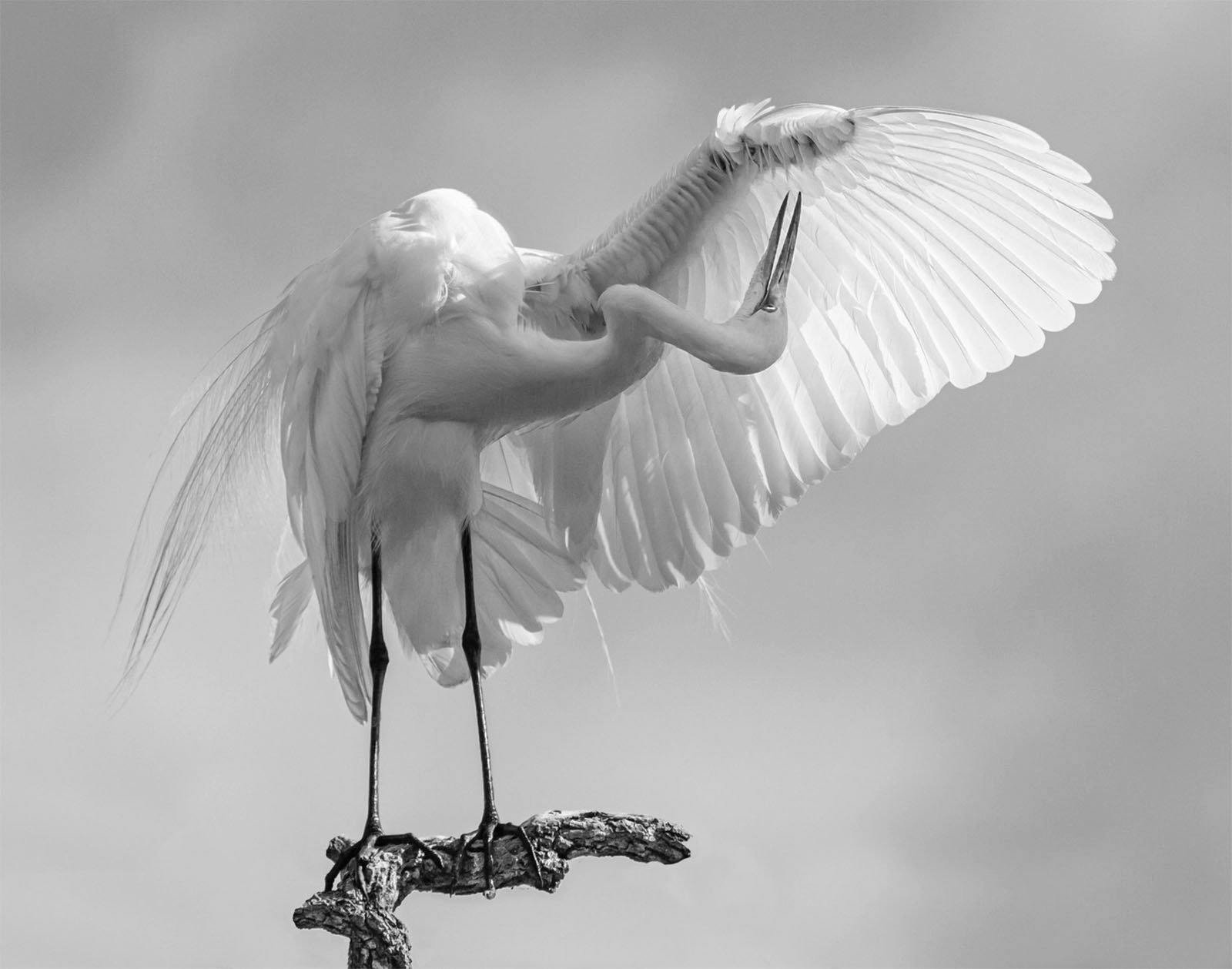 A black and white photograph of an egret perched on a branch against a cloudy sky. The bird has its wings partially spread and is bending its long neck to preen its feathers.