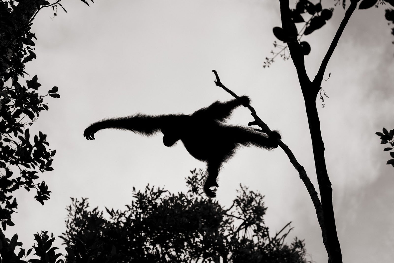 Silhouette of a primate stretched out on a tree branch against a cloudy sky, with surrounding foliage in the foreground and background.