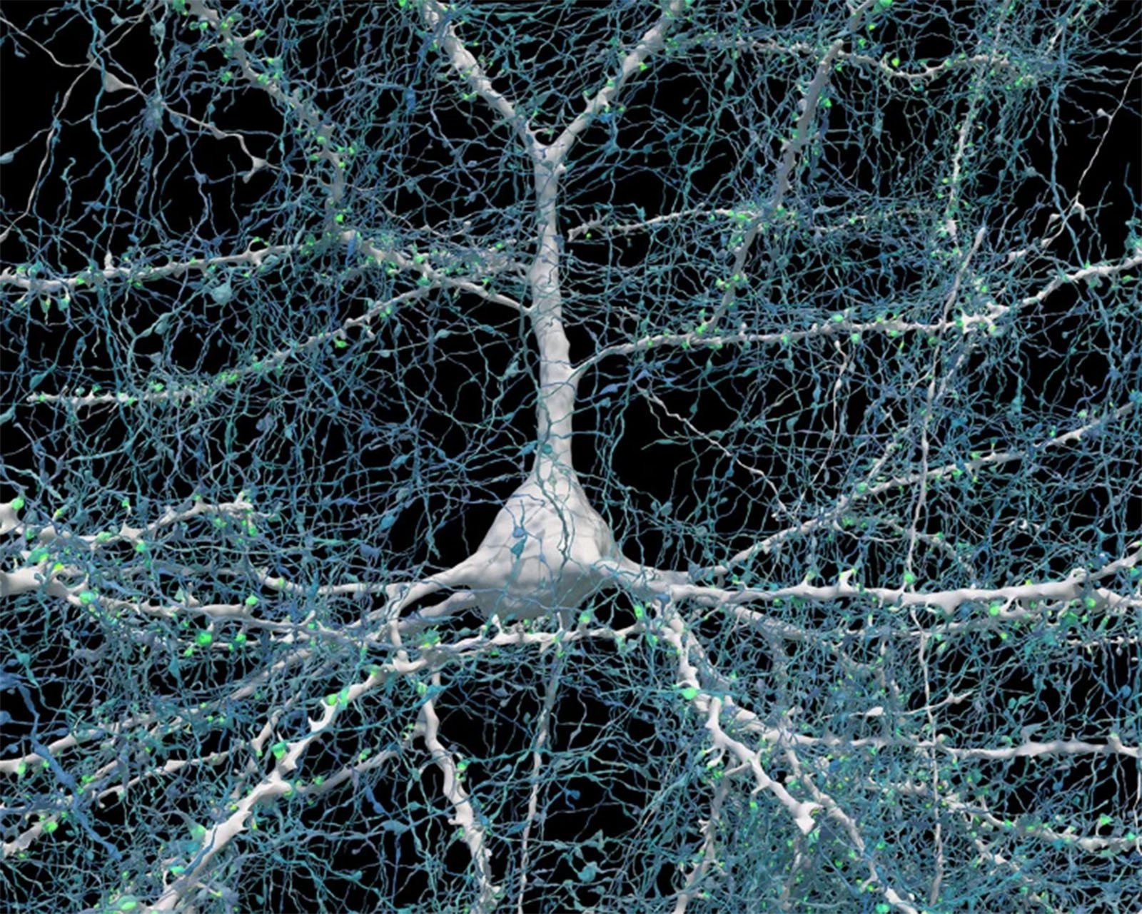 Detailed 3D rendering of a neuron cell with an extensive network of dendrites and axons highlighted in blue and green, set against a dark background.