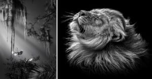 On the left, two birds fly among trees with hanging moss and beams of light in a monochromatic setting. On the right, a close-up of a lion's head, eyes closed, with rich mane detail against a black background, also in black and white.