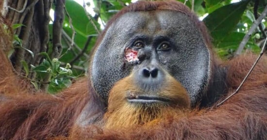 orangutan-heals-wounds-medicinal-plant.jpg