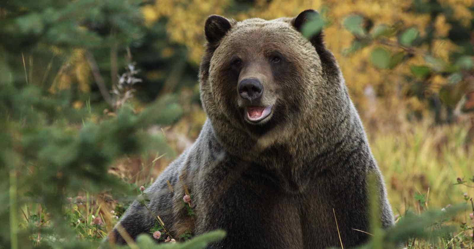 Photographer Mauled by Grizzly Bear in ‘Surprise’ Encounter