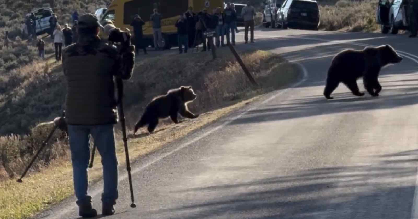 A group of people, some with cameras, stand at a distance on the side of a road while two bears cross it. One bear is in the middle of the road, and the other is near the edge. Vehicles are parked on the roadside, and a person with a tripod is in the foreground.