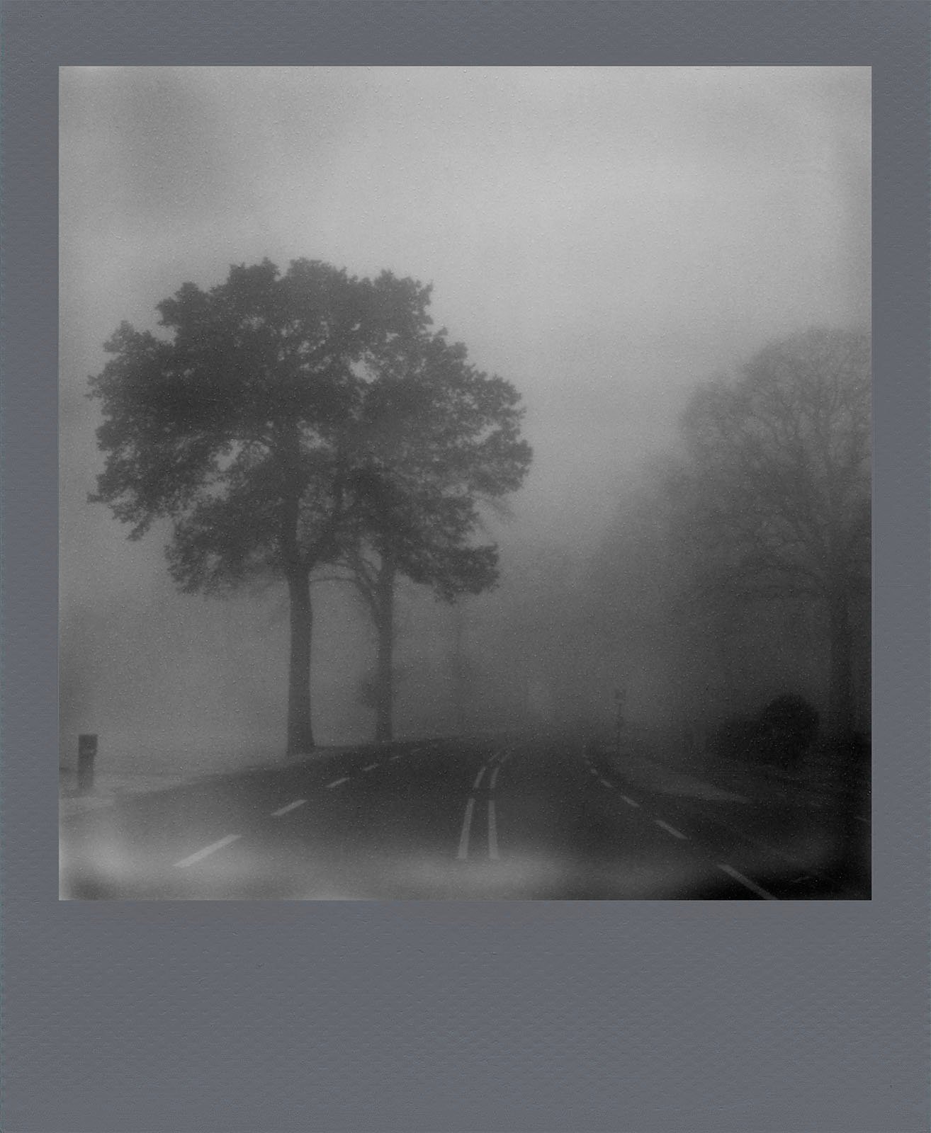 A foggy road with visible lane markings leading towards silhouettes of large trees obscured by the dense mist, creating a mysterious atmosphere.