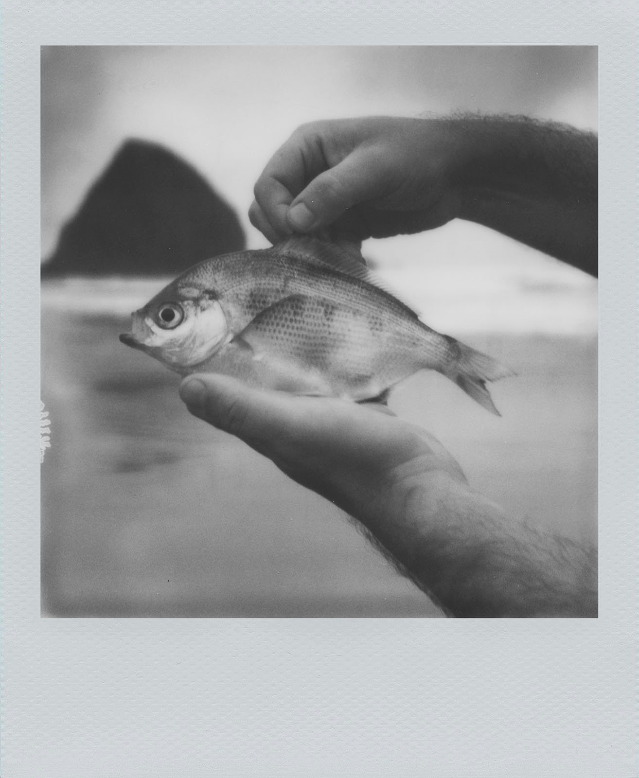 Black and white photo of hands holding a small fish with a blurred natural landscape and a large rock formation in the background.