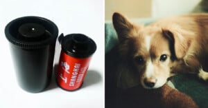 Left: a film canister next to a small red soda can with cyrillic script. right: a light brown and white dog resting its head on a green surface, looking directly at the camera.