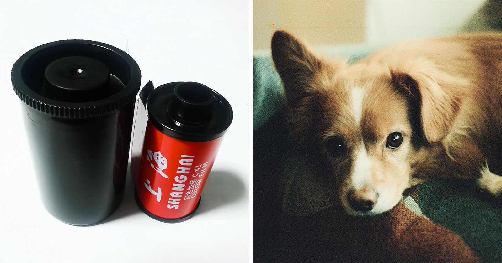 Left: a film canister next to a small red soda can with cyrillic script. right: a light brown and white dog resting its head on a green surface, looking directly at the camera.