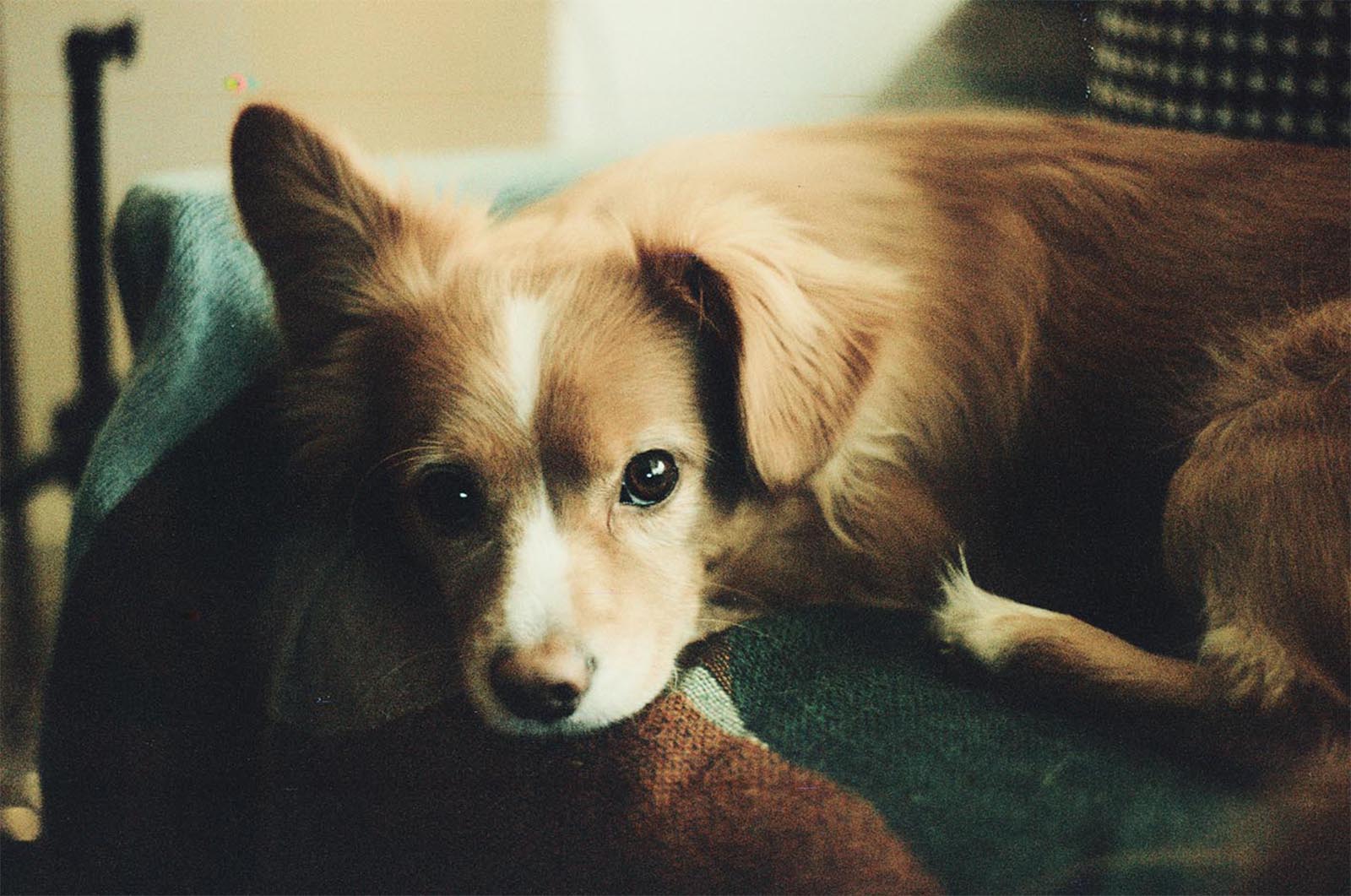 A brown and white dog with fluffy ears lying comfortably on a green and brown blanket, looking directly at the camera with a gentle gaze.
