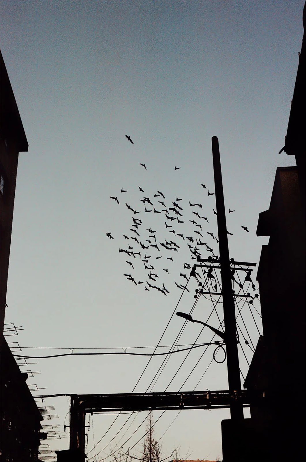 A silhouette of birds flying in the evening sky, framed by urban buildings and electrical wires against a dusky backdrop.