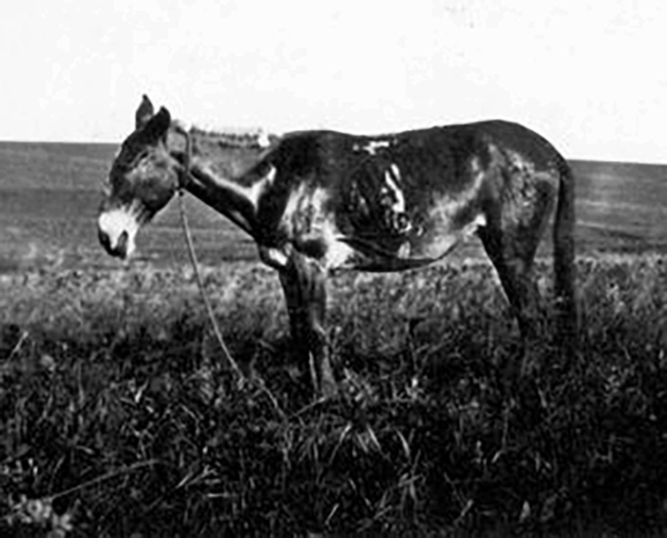 A black-and-white photo of a mule standing in a grassy field, showing visible skin patches and tethered by a rope. the background is a clear horizon with sparse vegetation.