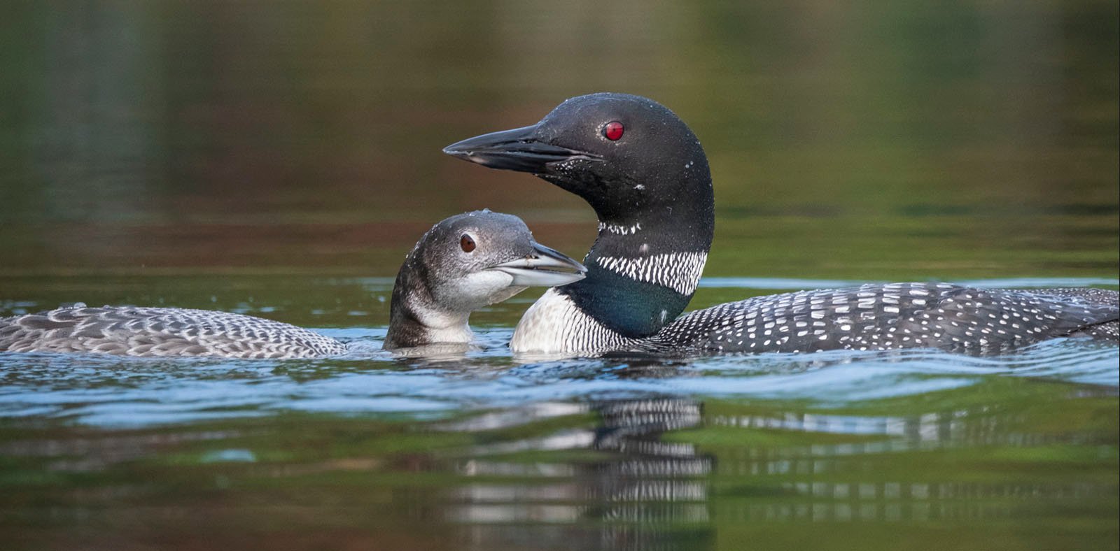 Two common loons swimming in a lake, one adult with striking black and white plumage and red eyes, and a juvenile with more muted gray tones, both visible above calm water.