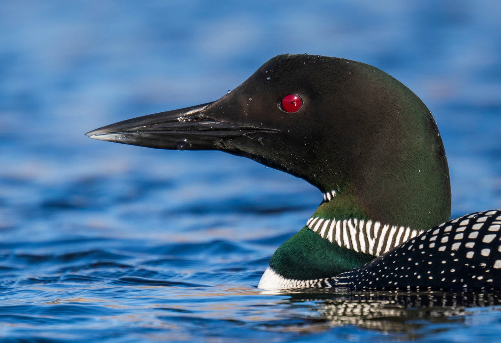 Close-up of a common loon floating on water, displaying its glossy black head, striking red eye, and patterned black and white neck.