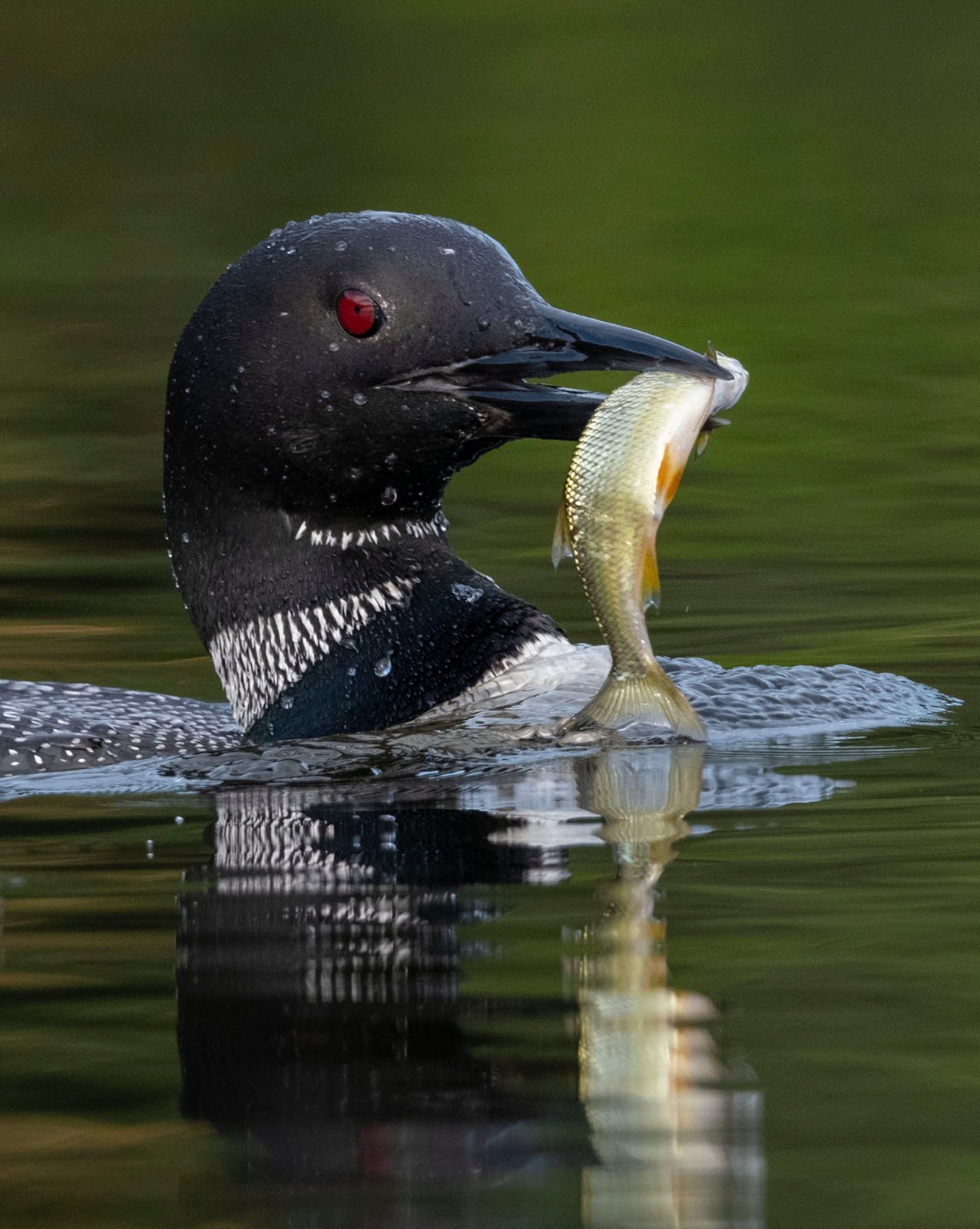 A common loon with striking red eyes, floating on calm water, clutching a fish in its beak. its black and white speckled feathers shimmer in soft light.