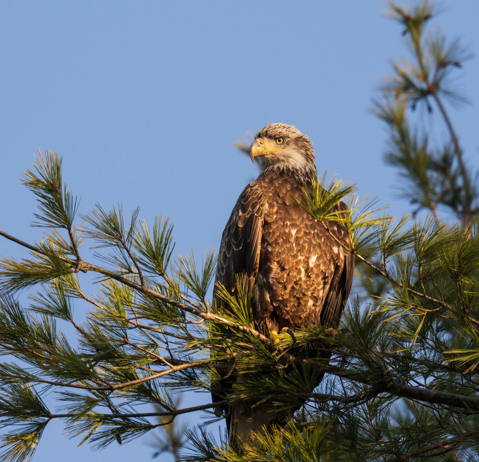 A majestic juvenile bald eagle perched on the branches of a pine tree against a clear blue sky.