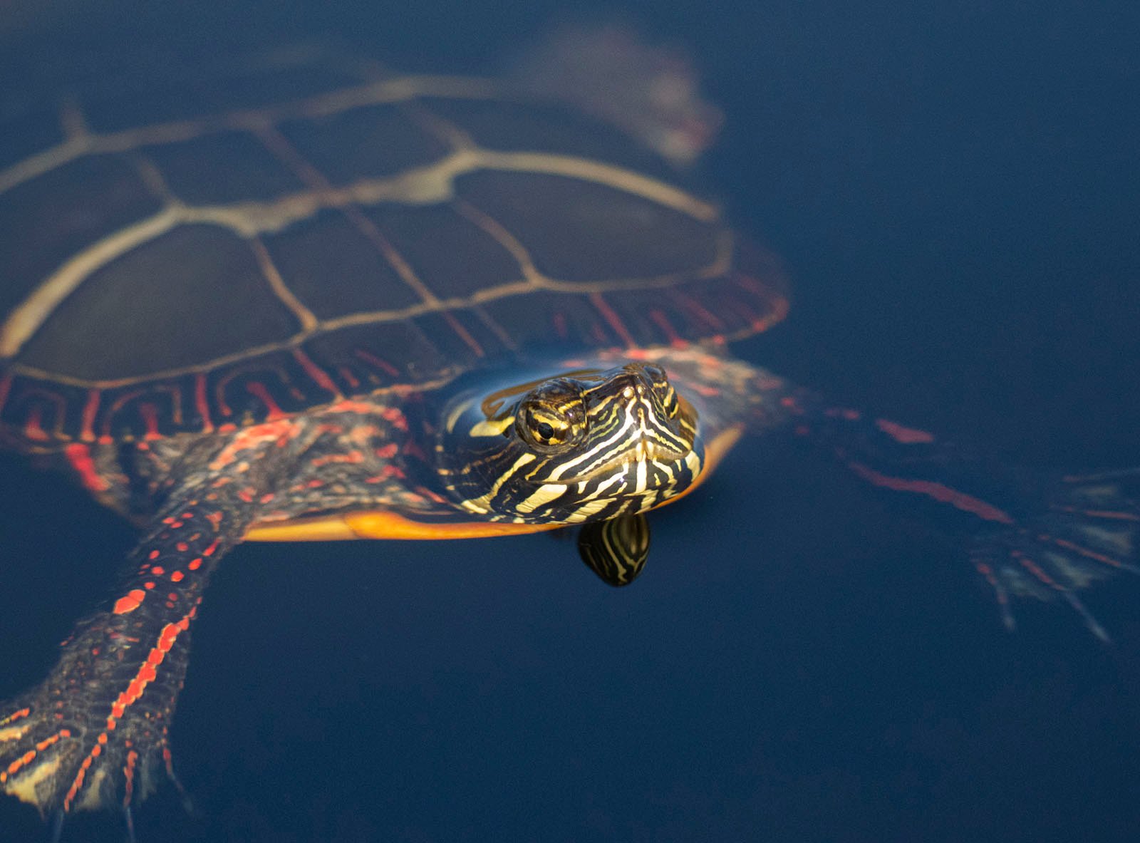 A painted turtle swimming in dark water, with its head and brightly patterned shell visible above the surface. reflections shimmer subtly around it.