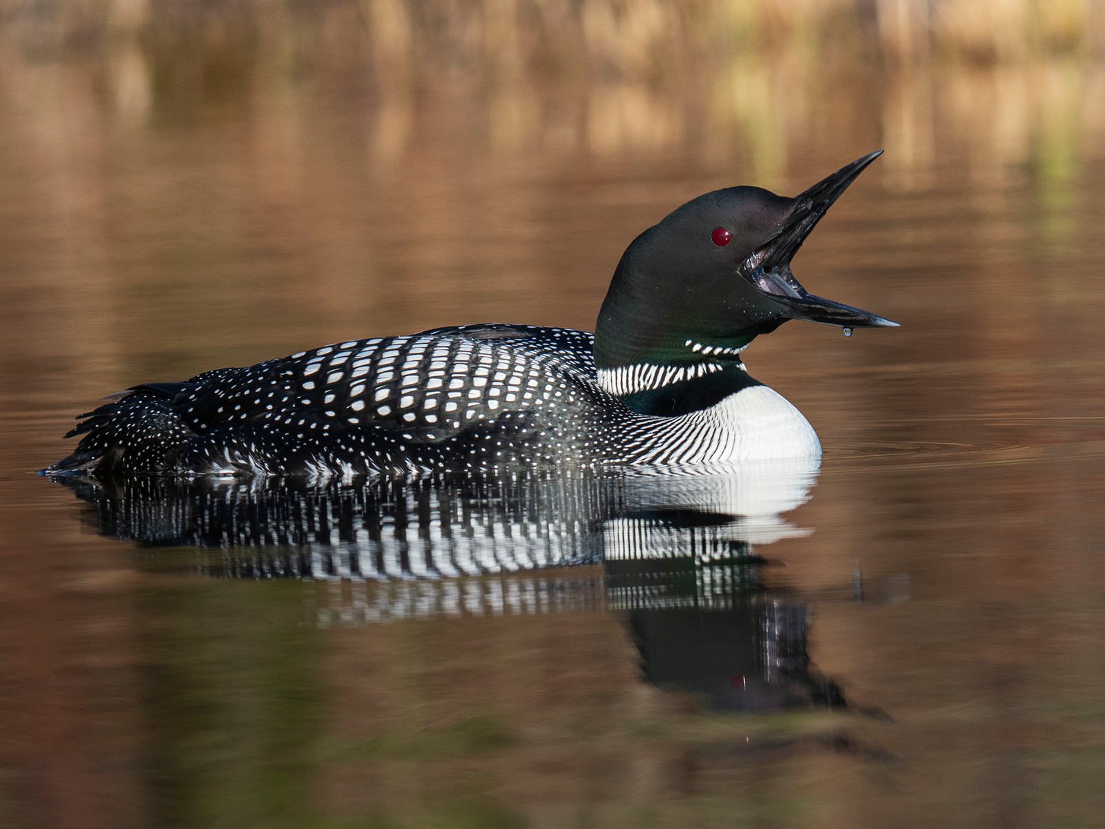 A common loon with striking black and white plumage and a red eye swims on a calm, reflective lake with soft, blurred reeds in the background.