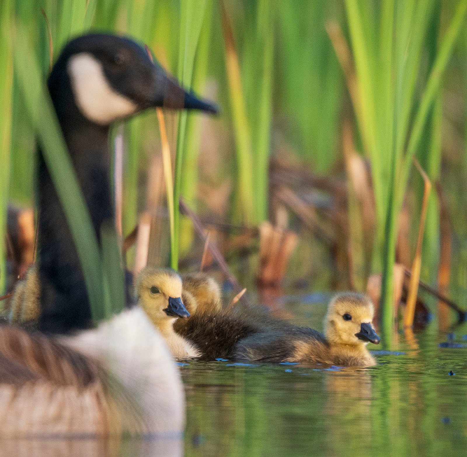 A close-up image of a goose and its three goslings swimming in a pond surrounded by tall green reeds. The adult goose is in the foreground, slightly out of focus, while the fluffy yellow goslings are in the background, more prominently visible.