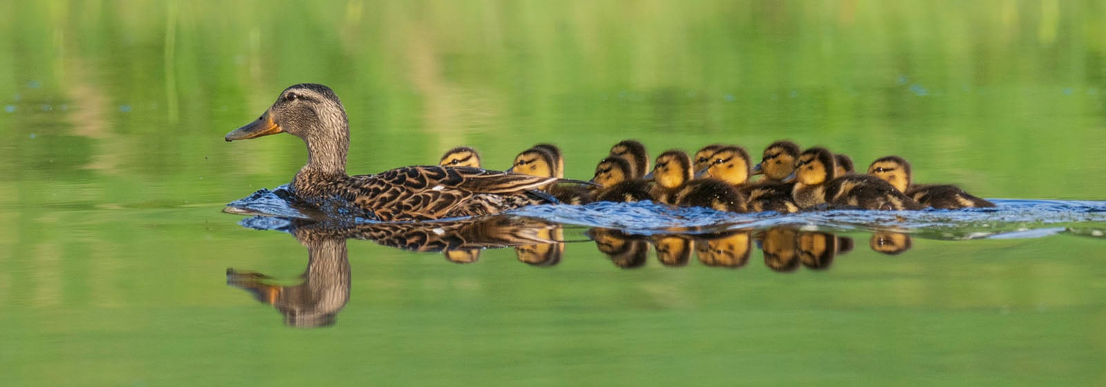 A mother duck leads a line of ducklings across a calm body of water. The water reflects the ducks' images, and the background is a blurry mix of green hues, indicating lush vegetation. The ducklings follow closely behind the mother in a single-file line.