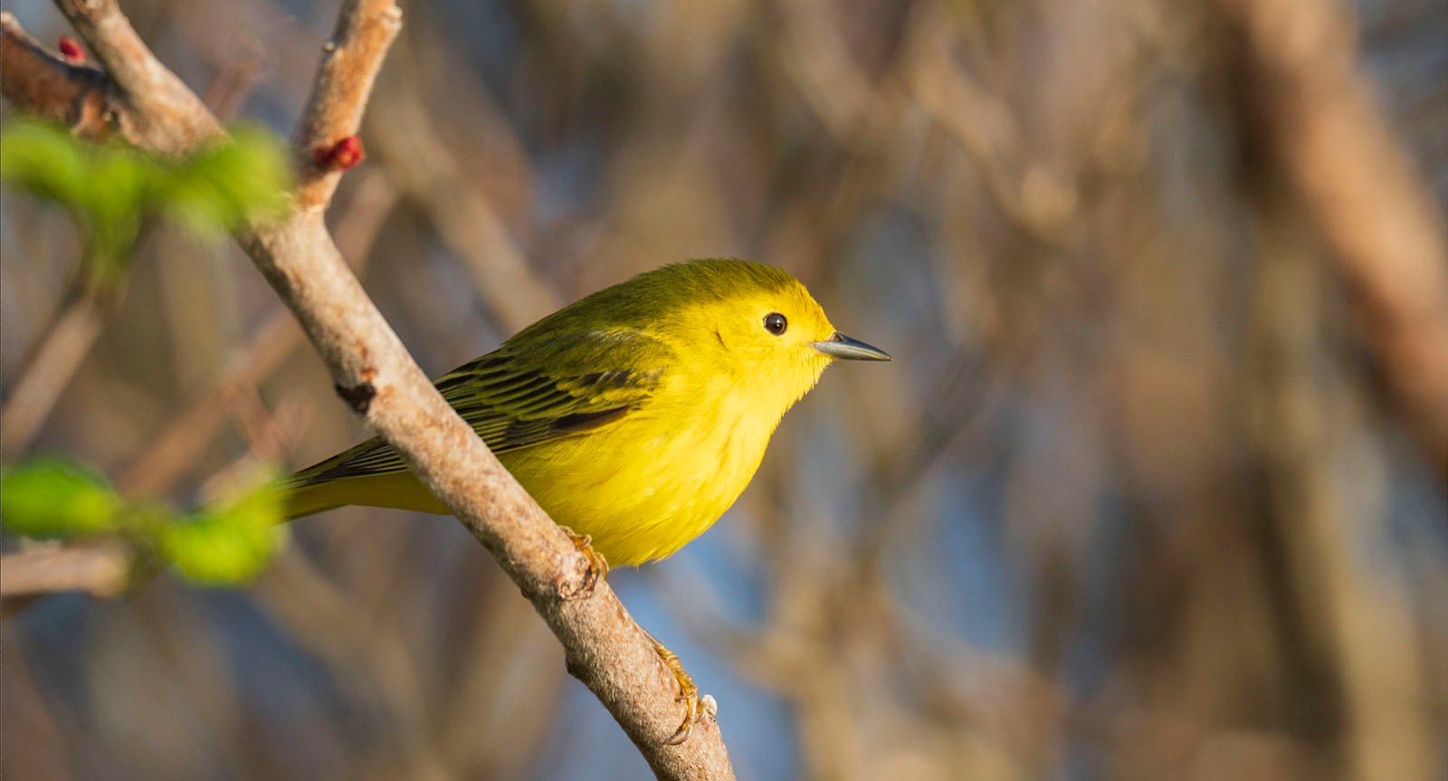 A small, bright yellow bird with olive-green wings perches on a tree branch. The background is blurry, consisting of out-of-focus branches and soft, natural light.
