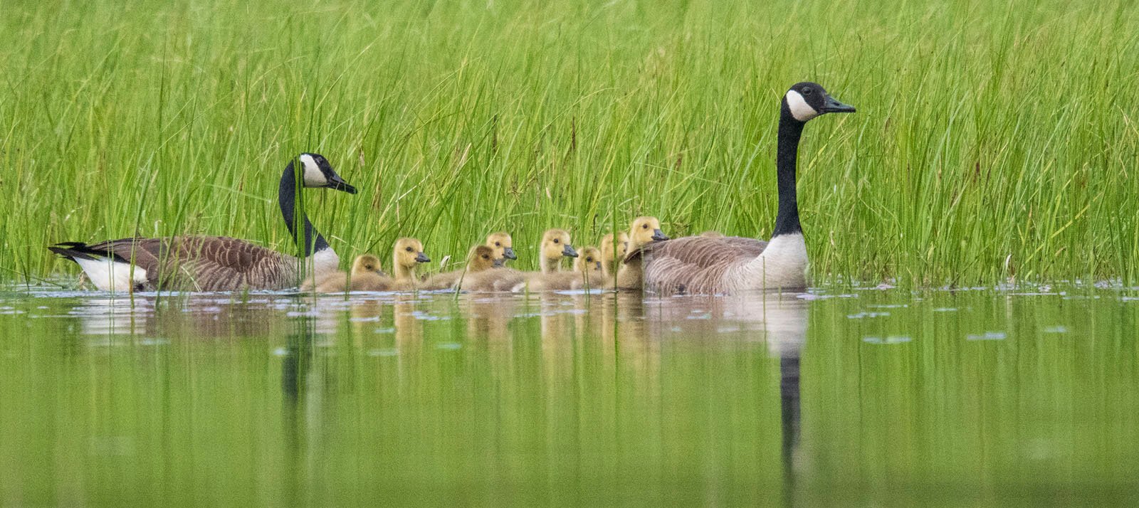 Two adult geese swim in a calm lake surrounded by tall green grass, accompanied by seven fluffy goslings. The serene setting reflects the family of birds as they glide together through the water.