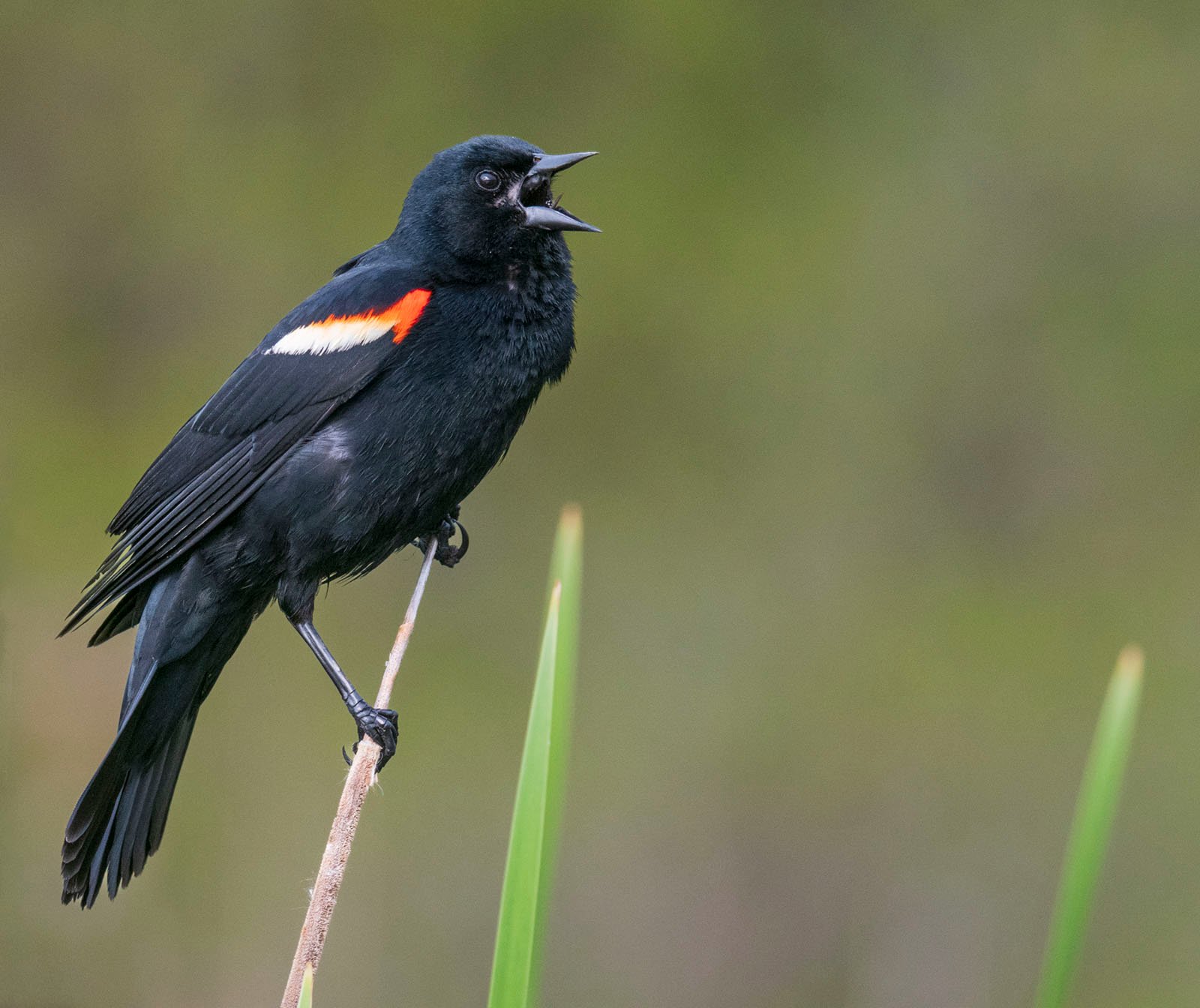 A black bird with a red and yellow patch on its wing perches on a thin reed, with its beak open as if singing. The background is blurred, consisting of green foliage.