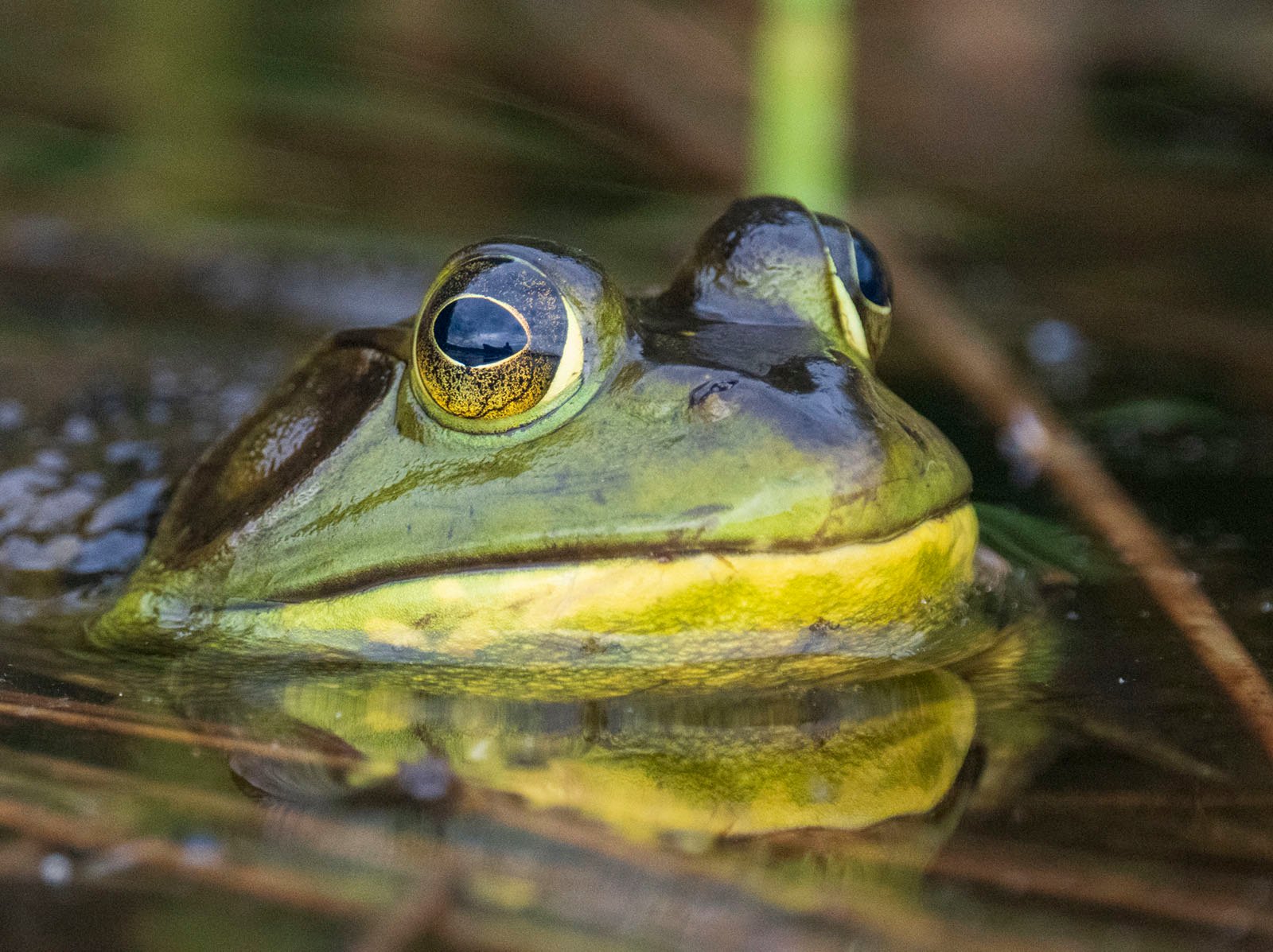 Close-up image of a green and yellow frog partially submerged in water. The frog's eyes are prominently visible above the water's surface, reflecting light. The background is blurred, focusing attention on the frog's face.