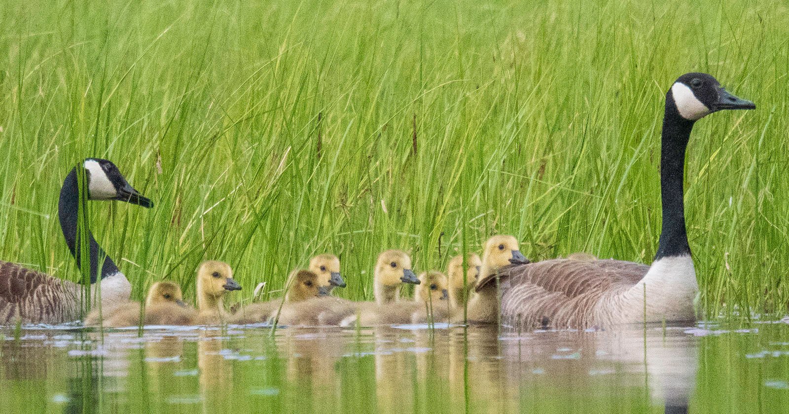Two adult geese swim in a line with nine fluffy goslings through calm water surrounded by tall, green grass. The family appears to be moving together in a natural wetland environment.