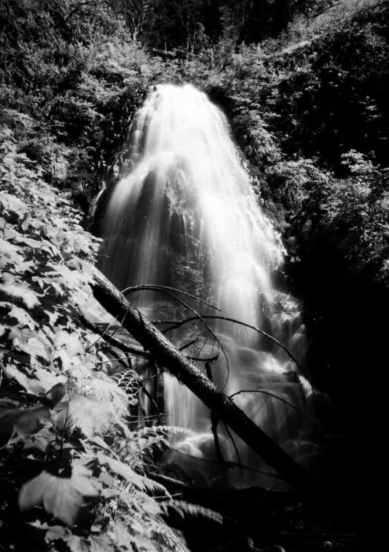 Black and white photo of a waterfall cascading down a rocky cliff amidst dense foliage. The water flows over a fallen tree branch lying across the lower section of the waterfall, creating a serene, natural landscape.
