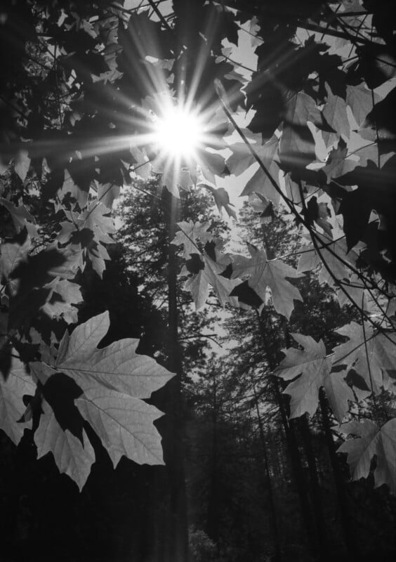 Black and white photo of sunlight shining through tree leaves in a forest. The sun's rays create a starburst effect as they filter through the foliage, casting shadows and illuminating the surrounding trees.