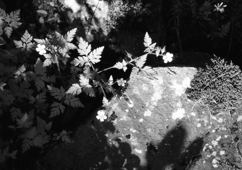 A black and white photo of a fern-like plant with small flowers growing next to a large rock. Patches of light and shadow play across the foliage and rock, highlighting the delicate leaves and tiny blooms.