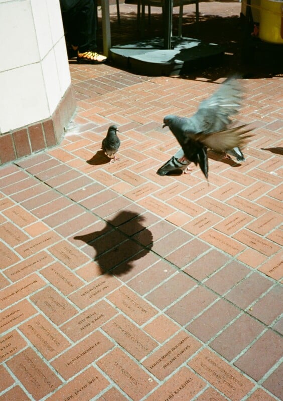 Two pigeons on a brick-paved sidewalk, with one pigeon flying and casting a shadow on the ground. The background includes a partial view of a person's legs and a yellow bucket near some outdoor furniture.