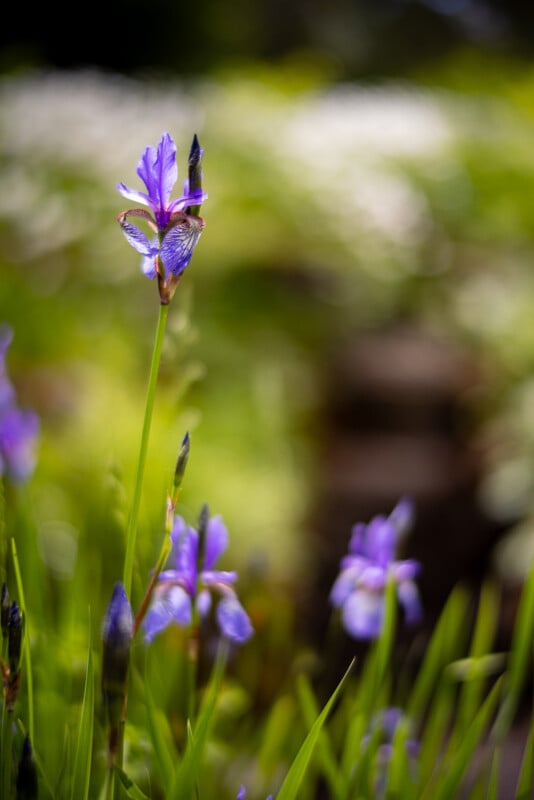 A close-up of a blooming iris flower with slender purple petals and green stems, set against a blurred garden background. Other iris flowers and greenery can be seen out of focus in the background, creating a vibrant and serene natural scene.