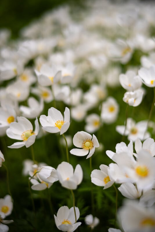 A field of white flowers with yellow centers in full bloom, standing against a blurred, green background. The petals are delicate and slightly open, capturing the sunlight, which highlights the vibrant colors and creates a soft, tranquil atmosphere.