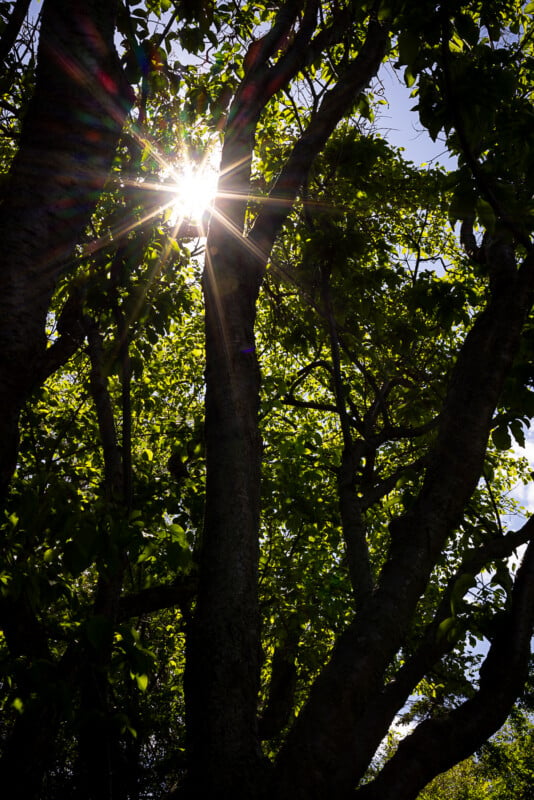 Sunlight shining through the leaves and branches of a tree, creating a lens flare effect. The tree's dense foliage casts shadows, and the sky peeks through in the background. The overall scene has a tranquil and natural ambiance.